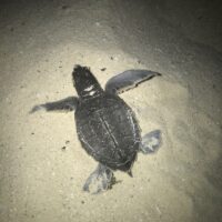 OmMyGod-Dialectic-Yoga-Sea-Turtle